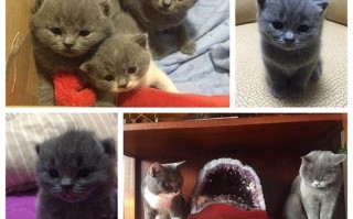 蓝猫和波斯猫生的宝宝，蓝猫和波斯猫生的宝宝哪个好