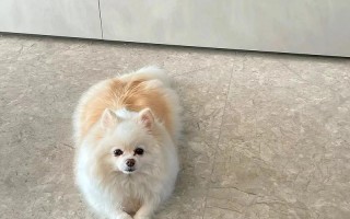 博美犬好养不好养，博美犬好养活吗?长寿不?