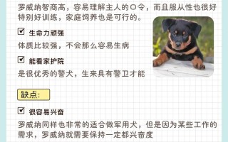 如何辨别纯种罗威纳犬幼犬，怎样辨别罗威纳犬纯种