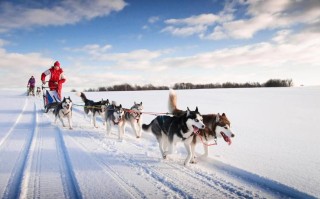 雪橇犬怎么训练：打造听话顺从的理想伙伴