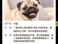 八哥犬呕吐的原因是什么，八哥呕吐怎么回事