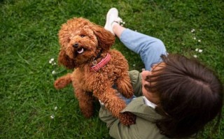 贵宾犬怎么训练定点大小便