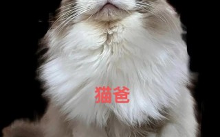 布偶猫成年多少厘米，布偶猫成年有多长