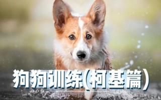 怎么训练柯基犬视频，如何训柯基