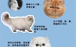 波斯猫怎么养?教你正确饲养波斯猫!，波斯猫幼猫怎么养