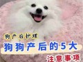 犬产仔前后护理须知 狗产仔要注意什么情况