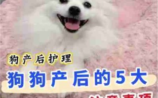 犬产仔前后护理须知 狗产仔要注意什么情况