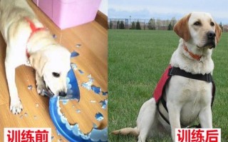 新手怎么训练马犬不咬人，如何训练马犬凶猛