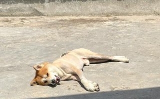 秋田犬剪毛造型，秋田犬剪毛造型图片大全