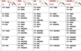 布偶猫颜色分类科普，布偶猫颜色分类表