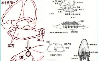 鱼有听觉和视觉吗，鱼有听觉器官吗