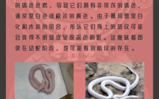 玉米蛇怎么养长得快，玉米蛇怎么养出感情