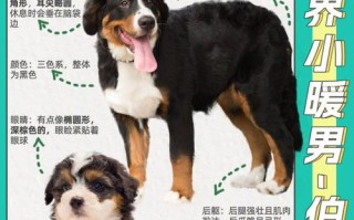 伯恩山犬的饮食，伯恩山犬喂养经验