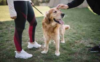 训练金毛叼东西的方法是什么 怎样训练金毛犬叼东西