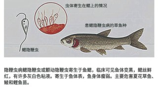 孔雀鱼常见的寄生虫分为几种，孔雀鱼常见的寄生虫分为几种类型