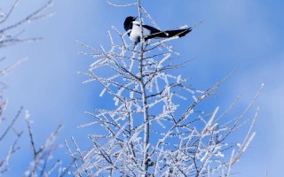 雪鹀鸟叫声音效，东北雪鸟叫声视频