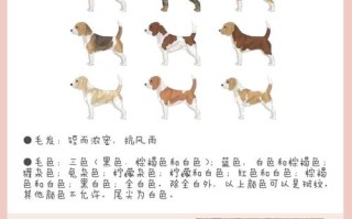 比格犬的历史介绍及作用，比格犬是什么的原型