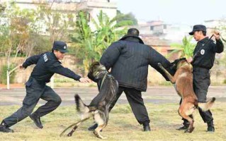 护卫犬怎么训练扑咬 护卫犬训练科目有哪些