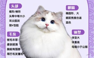 布偶猫为什么不高兴，布偶猫为什么不高兴的原因