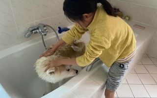 秋田犬怎么洗澡，秋田犬怎样喂养