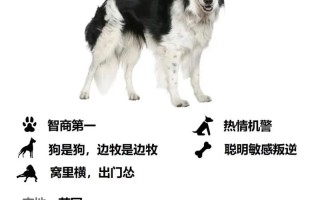 怎么养好一条边境牧羊狗，边境牧羊犬怎么养?这几个方面要记牢