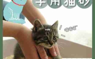 怎么训练猫使用猫砂？如何有效训练猫使用猫砂？