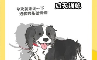 怎么训练边境牧羊犬，怎样训练边牧犬