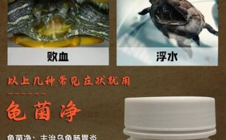 乌龟烂甲病用什么药，乌龟烂甲病用什么药治疗