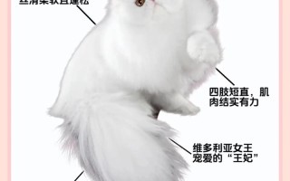 波斯猫的饲养方法及注意，波斯猫如何养