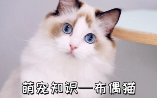 如何训练布偶猫，如何训练布偶猫粘人