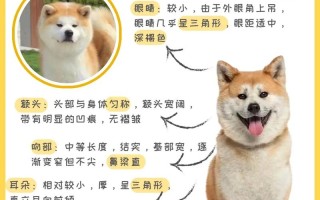 秋田犬真假该如何辨别图片，怎样区分秋田犬好与坏