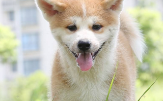 秋田犬喂什么狗粮好，秋田犬喂食