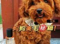 长毛狗狗美毛注意的几点 长毛犬的美容方法