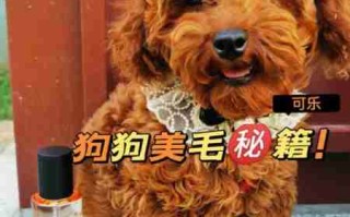 长毛狗狗美毛注意的几点 长毛犬的美容方法