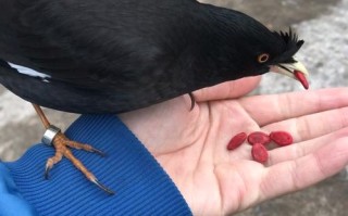 八哥吃什么食物?，八哥吃什么食物最好