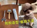 给狗宠物美容的3个小窍门 给狗美容需要买什么工具