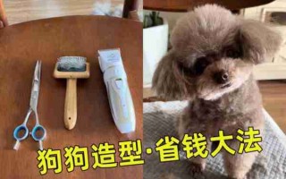 给狗宠物美容的3个小窍门 给狗美容需要买什么工具