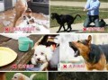 犬的关键行为阶段 犬的行为学