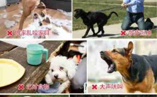 犬的关键行为阶段 犬的行为学