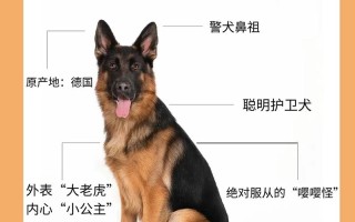 德国牧羊犬怎么驯养，德国牧羊犬训练视频介绍一下