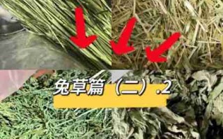 怎样鉴别兔子用牧草的质量 怎样鉴别兔子用牧草的好坏