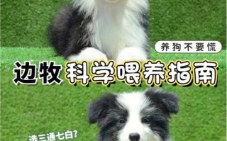 养边境牧羊犬之前要洗澡吗，养边境牧羊犬之前要洗澡吗为什么