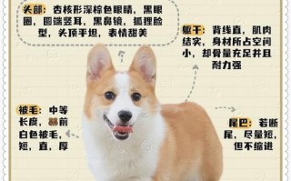 瑞典柯基犬赛前美容要做几次，柯基参加比赛要求