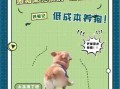 夏季爱犬常备药物清单 养狗常备药