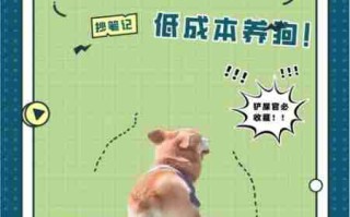 夏季爱犬常备药物清单 养狗常备药