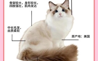 布偶猫个性特征及体型介绍，布偶猫个性特征及体型介绍图