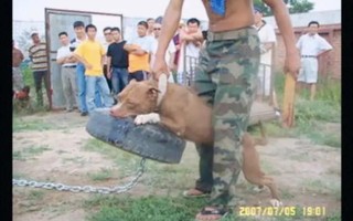 比特犬咋训，比特犬怎样训练