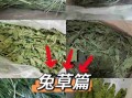 兔子能不能吃新鲜牧草? 兔子可以吃牧草吗