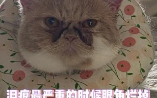 加菲猫一直流眼泪是怎么回事儿，加菲猫流眼泪频繁正常吗