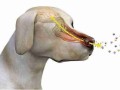 犬的鼻子和嗅觉特点 狗的鼻子是什么器官能够感知环境